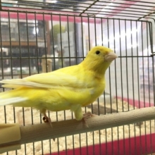 レモンカナリア（ユーフク）来ました！