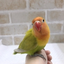 色鮮やか！手乗りヤマブキボタンインコがいます！
