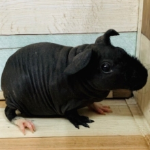 久々入舎！活発なスキニーギニアピッグちゃん♪