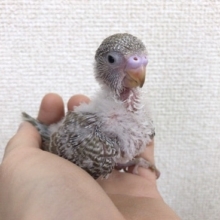 淡いカラーのジャンボセキセイインコ！