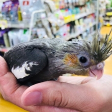 ノーマルちゃんオカメインコ　ヒナ　入舎