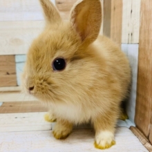 人気カラーのライオンラビット♡