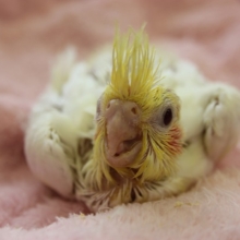 オカメインコ(ルチノー)ヒナちゃんです！