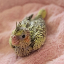 シナモンパール★オカメインコ　ヒナちゃん