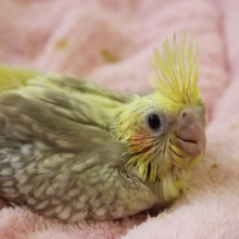 オカメインコ(シナモンパール)ヒナちゃん♪