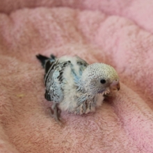 ｢キレイなⅤでしょ?｣オパーリン　セキセイインコ　ヒナちゃん