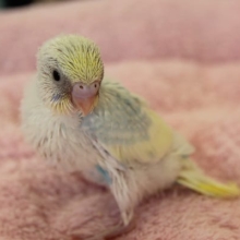 パステルレインボーパイド　セキセイインコちゃん