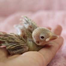 ８月下旬生まれ　シナモン文鳥さんやって来ました！