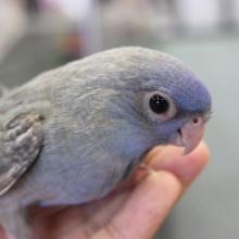 お迎えするなら「今でしょ！」　サザナミインコ　スパングルさん