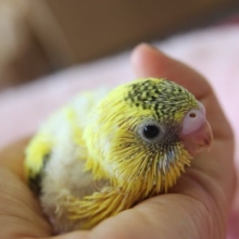 黄ハルクインちゃんです☆