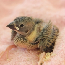 桜文鳥のヒナちゃんがやって来ました！