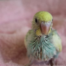 元気いっぱい！！レインボーパイド　セキセイインコちゃん☆