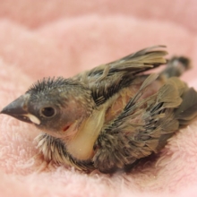 ヒナヒナ♪サクラ文鳥さんやって来ました！