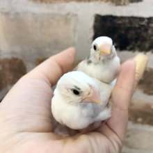 必見☆人気の十姉妹ヒナが来ました〜！♡