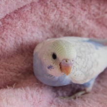 ウィングカラー　セキセイインコちゃん☆