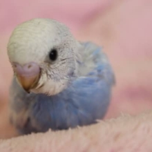 ８月生まれ　スパングル　セキセイインコちゃん♪