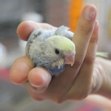 キレイなお色！レインボーパイド　セキセイインコちゃん☆