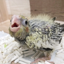 人気のオカメインコヒナ(パール)来ましたぁ〜♪
