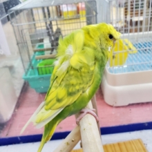 寝ぐせみたいな羽衣セキセイインコ♪