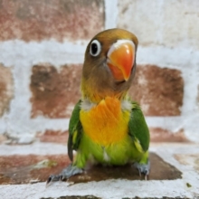 キエリボタンインコー！！！