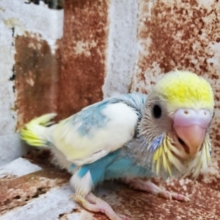 大人気レインボーパイドセキセイインコ☆