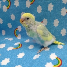 セキセイインコの色変わり