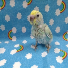 セキセイインコのヒナ来ました