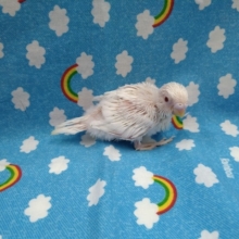 美白のセキセイインコのヒナ来ました