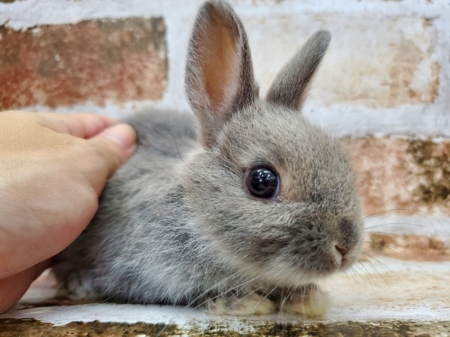 ポヤポヤ♪ネザーランド☆ブルーマーチン🐰