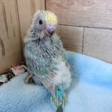 レインボーカラーのセキセイインコです！