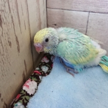 逃げ足（？？）が早いようで。セキセイインコです！