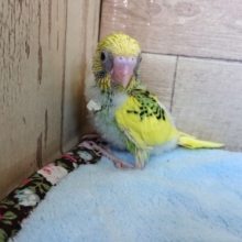 呼ばれたら。。行っちゃいますよねぇ　セキセイインコ！