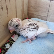 早くお家が決まりそうかな？？セキセイインコのハルクィン～～