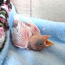 久しぶりの入荷です！白文鳥のヒナでｺﾞｻﾞｲﾏｽ！