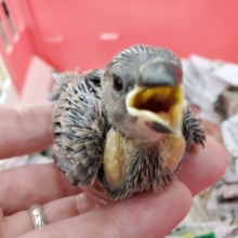 はげちょび桜文鳥降臨！！！