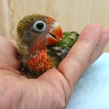 笑顔が素敵なコ！ルリコシボタンインコ♪
