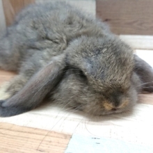 くたくた脱力系ロップイヤー。