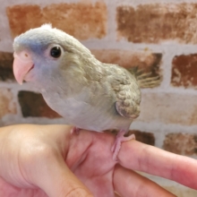最新画像‼馴れなれサザナミインコのスパングル