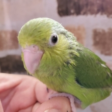 最新画像!ちっちゃな天使♪マメルリハ☆