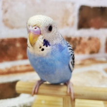 デビューほやほや！セキセイインコ