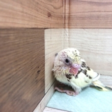 久しぶりの「４色ハルクィン」　セキセイインコでｺﾞｻﾞｲﾏｽ！！