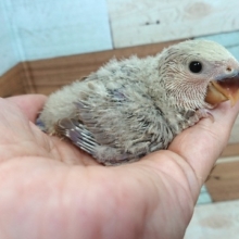 ちょっと不思議系です～コザクラインコ（シナモン系ヴァイオレット）