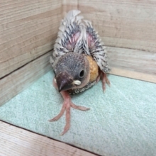 お待ちですよねーー　シルバー文鳥きましたよ！！