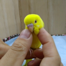 手乗りになりました〜セキセイインコルチノー