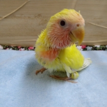 小桜インコ、ゴールデンルチノー来ました