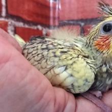 甘えさせてくださぁ～い　オカメインコ来ました！