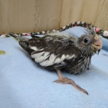 オカメインコのヒナ、やって来ました！