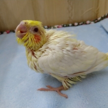 オカメインコのヒナ、来ました！