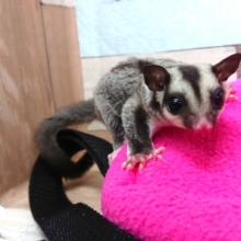 やはり！可愛いですねぇ フクロモモンガ♪