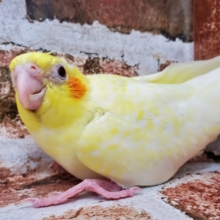 ルチノーパール⁉オカメインコ☆